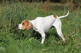 POINTER 038